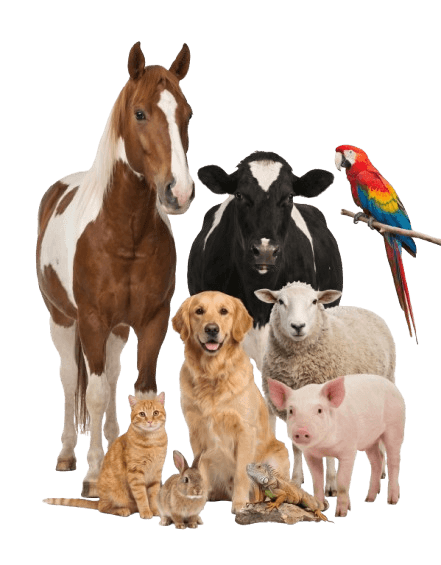 Supported species